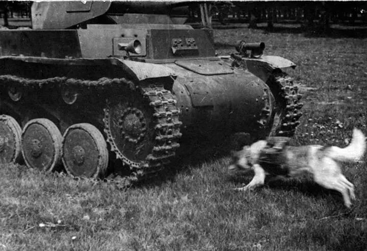 Un cane corre verso un carro armato Panzer II catturato dall'esercito sovietico.