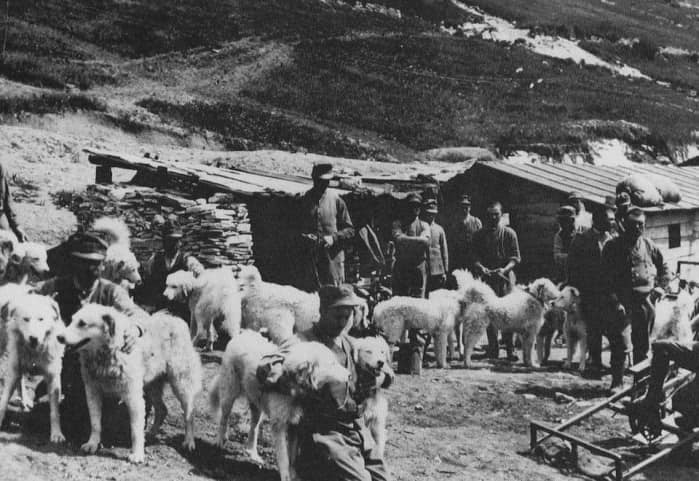 I cani nel Regio Esercito