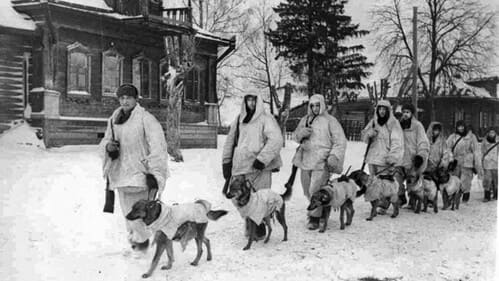 Immagine di copertina per l'articolo Storia e Ruolo dei Cani nella Seconda Guerra Mondiale
