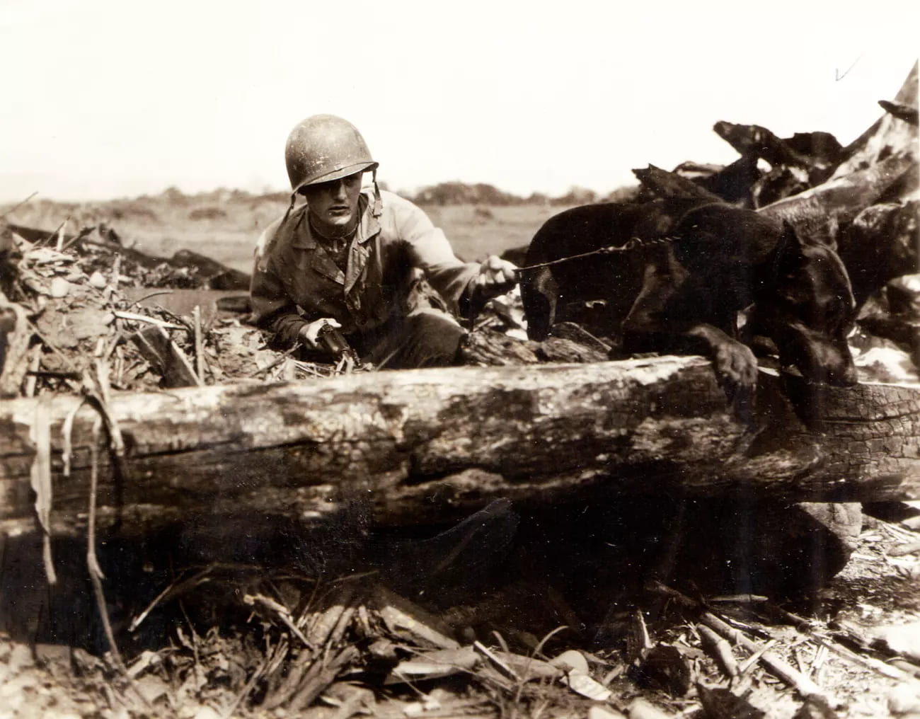 I cani da guerra marciavano in battaglia al fianco dei loro conduttori. Ashton, raffigurato qui, fu ucciso durante una pattuglia sulle creste sopra Assan Point durante la battaglia di Guam.