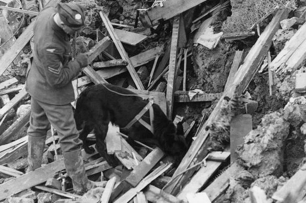 Jet il pastore tedesco nero tra le macerie di Londra