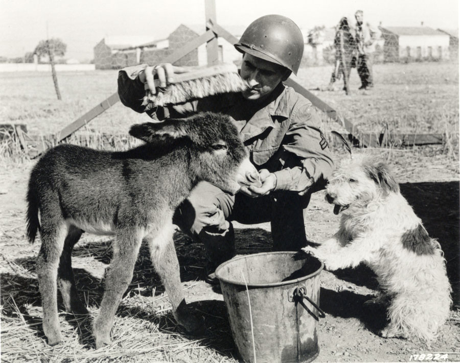 Il caporale William Wende accarezza GI Jenny, l'asino mascotte di un'unità dell'esercito in Nord Africa. Il terrier, interessato, si chiama Pito. Circa 1943.
